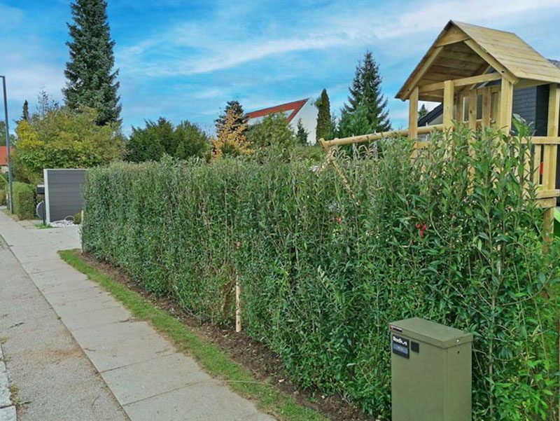 123Færdighæk bøgehæk før og efter billeder