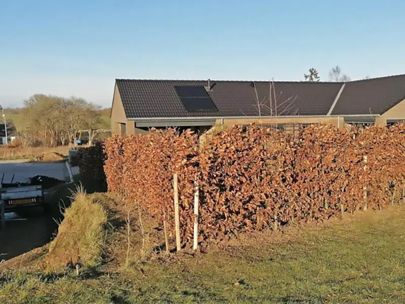 123Færdighæk bøgehæk før og efter billeder