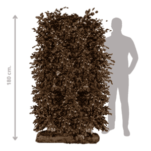 Rødbøg Færdighæk i 180 cm fra 123Færdighæk